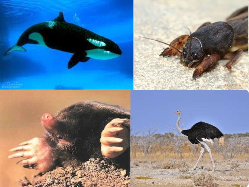 На земле существует четыре основные среды обитания. Наземно водные животные. Обитатели разных сред. Обитатели сред жизни. Среды обитания организмов.