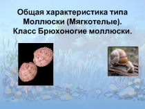Общая характеристика типа Моллюски (Мягкотелые). Класс Брюхоногие моллюски