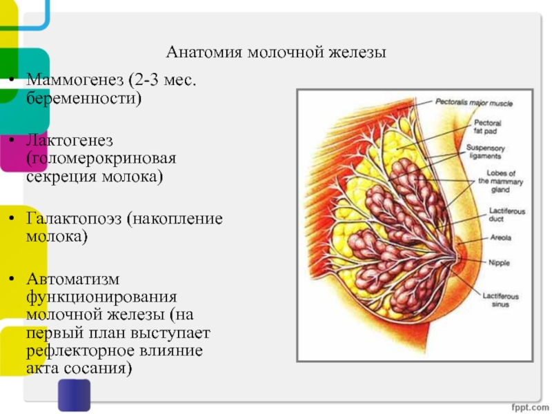 Презентация молочная железа