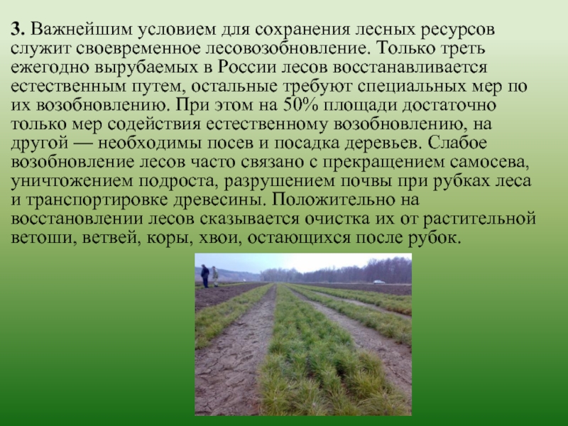Охрана лесов в россии. Меры по сохранению лесных ресурсов. Воспроизводство лесов и лесоразведение. Проблемы сохранения лесов.