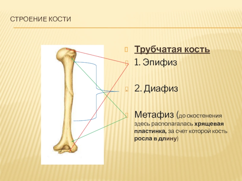 Роста в длину трубчатых костей