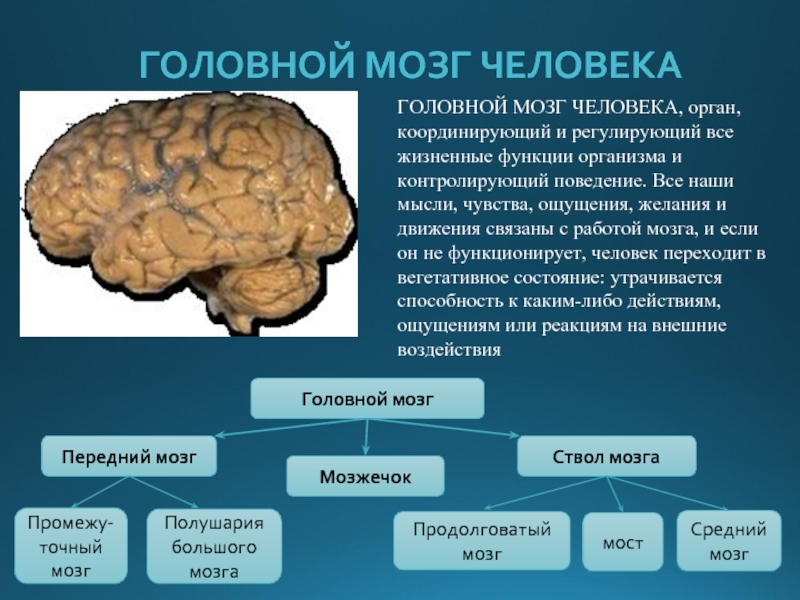 Мозг изучен на процентов. Строение головного мозга человека. Характеристика головного мозга. Характеристика головного мозга человека. Характеристика частей головного мозга.