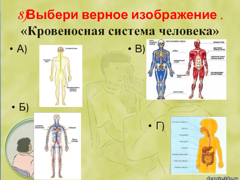 Изображения систем органов человека. Схема системы органов человека 3 класс окружающий мир. Окружающий мир 3 класс строение человека система органов. Организм человека система органов 3 класс окружающий мир. Кровеносная система человека.