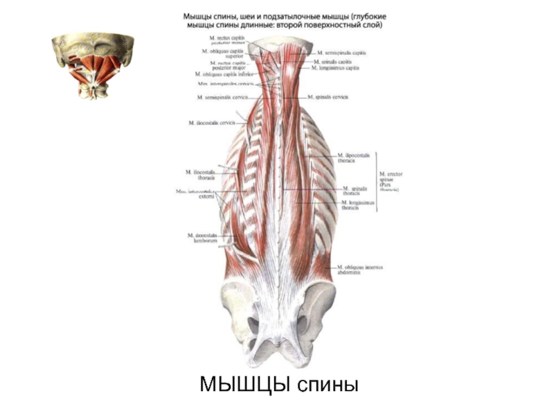 Глубокая поясница. Поверхностный слой глубоких мышц спины. Глубокие мышцы спины глубокий слой. Глубокие мышцы спины подзатылочные мышцы. Глубокие мышцы спины, глубокий 3 слой.