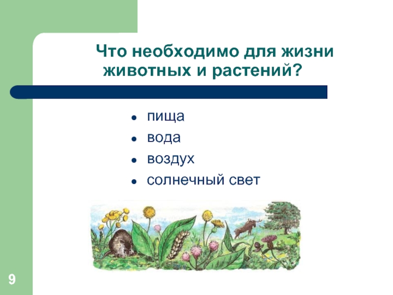 Какие условия жизни. Что необходимо для жизни животных и растений. Условия необходимые для жизни растений и животных. Условия жизни животных. Что необходимо животным для жизни.