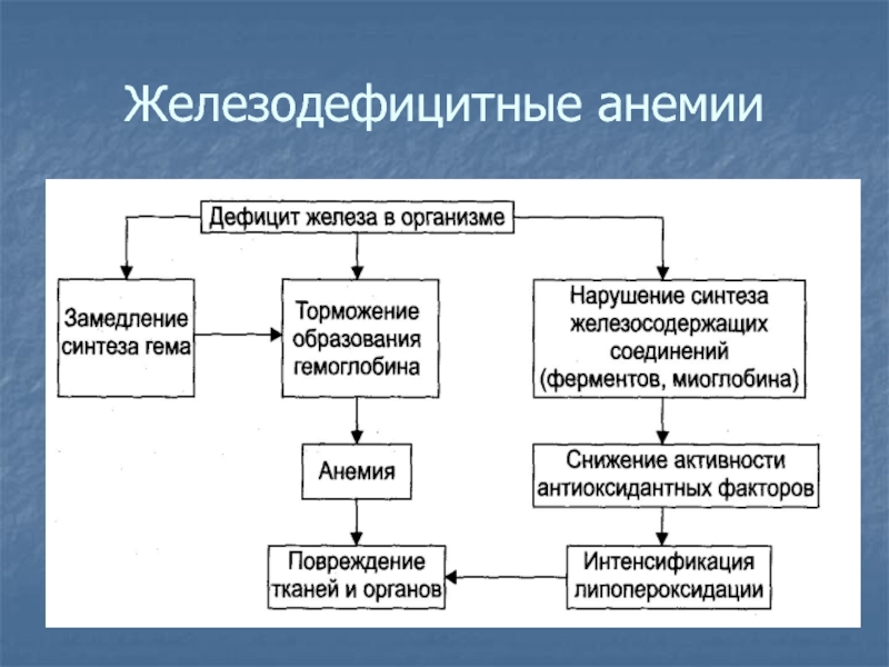 Схема патогенеза железодефицитной анемии