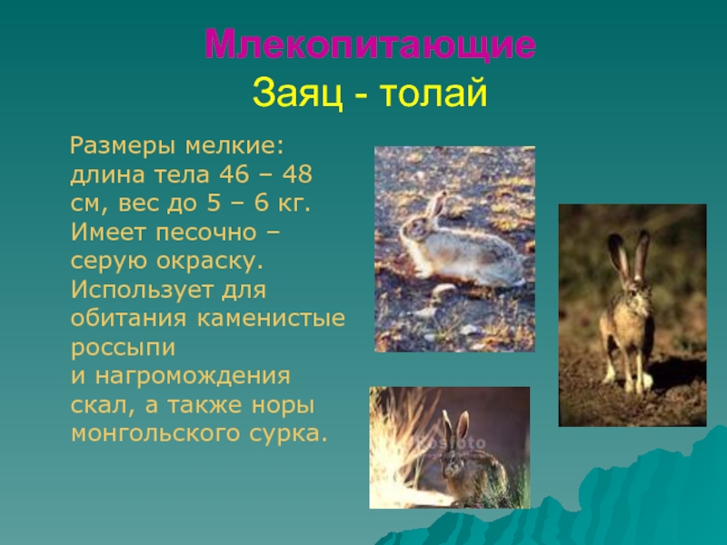 Млекопитающие Заяц - толай  Размеры мелкие: длина тела 46 – 48 см, вес до 5 –