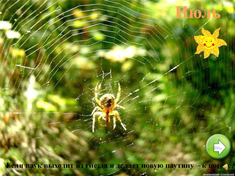 ИюльЕсли паук выходит из гнезда и делает новую паутину – к погоде.