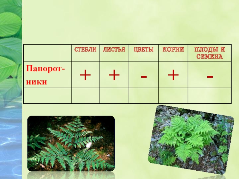 Корни плоды. У мхов есть корень стебель листья цветки плоды. У мхов есть корень стебель лист цветок. У водорослей есть стебли листья цветы корни плоды и семена. Марий корень плоды.