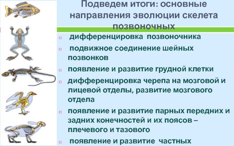 Признаки характеризующие скелет позвоночного животного. Эволюция скелета хордовых. Эволюция скелета животных. Внутренний скелет позвоночных. Эволюция скелета позвоночных.