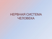 Нервная система человека