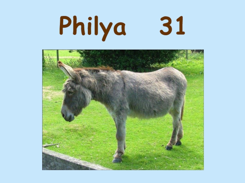 Philya  31