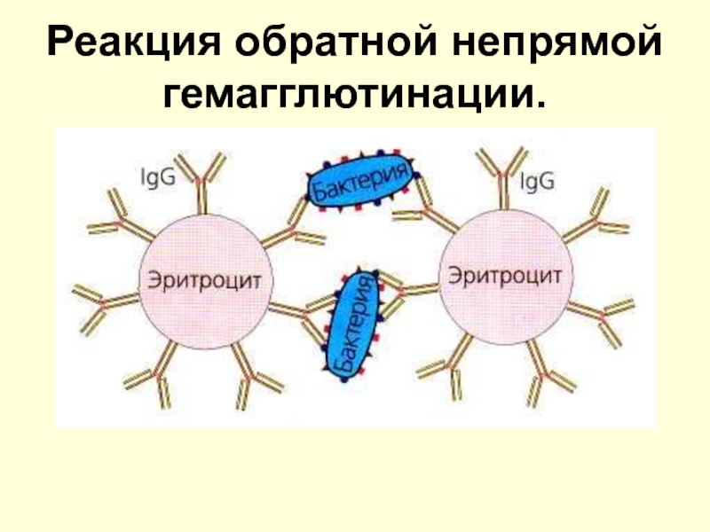 Реакция гемагглютинации презентация