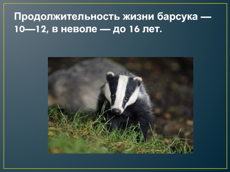 Барсук класс. Барсук. Барсук презентация. Презентация на тему барсук. Продолжительность жизни барсука.