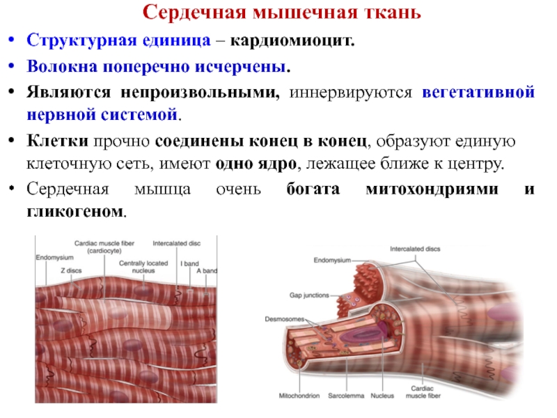 Кардиомиоциты. Поперечнополосатая сердечная мышечная ткань клетки. Поперечнополосатая мышечная ткань структурная единица. Структура единица мышечной ткани. Поперечно полосатая сердечная мышечная ткань сократительный аппарат.