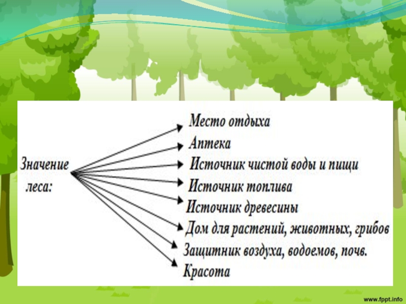 Значение леса для человека. Значение леса. Значение леса в природе. Значение леса в жизни человека.