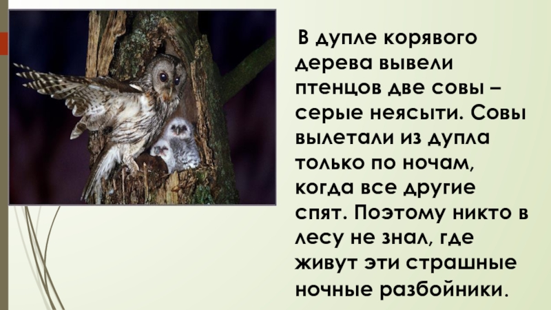 В дупле корявого дерева вывели птенцов две совы – серые неясыти. Совы вылетали из дупла только