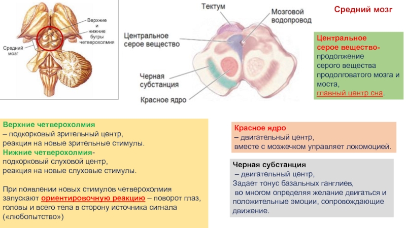 Красное ядро. Красное ядро среднего мозга. Красное ядро и черная субстанция. Чёрная субстанция среднего мозга функции. Функции красного ядра и черной субстанции среднего мозга..