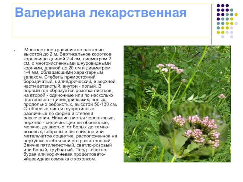 Лекарственные растения алтайского края фото и описание