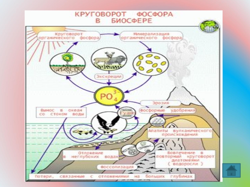 Кальций в биосфере. Круговорот фосфора в биосфере схема. Биогеохимический круговорот фосфора. Фосфорный цикл в природе. Круговорот фосфора в природе.