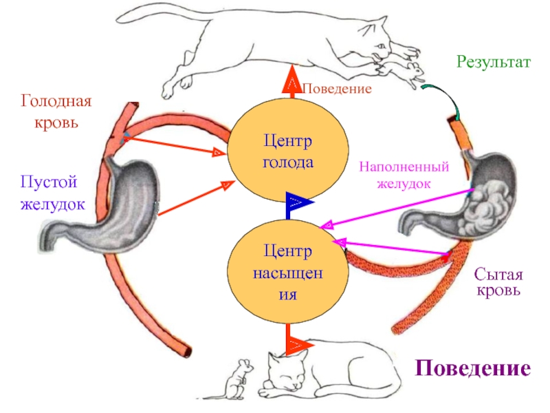 Сытый желудок. Теория пустого желудка и голодной крови. Голодный схема. Центр сытости в желудке.