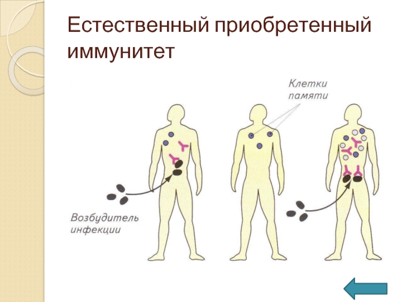 Естественный приобретенный иммунитет