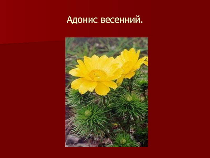 Растения омской области занесенные в красную книгу фото