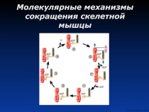 Молекулярные механизмы сокращения скелетной мышцы