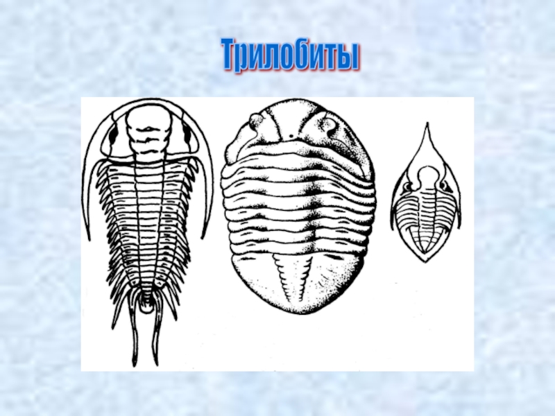 На рисунке изображен трилобит