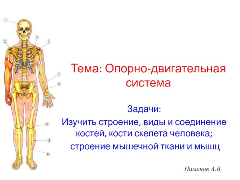 Презентация Скелет человека