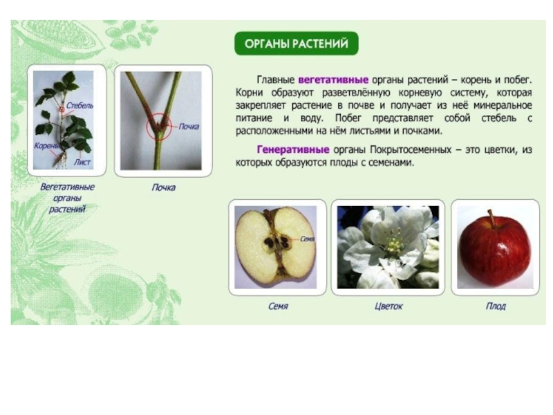 Тест по биологии 6 органы растений. Генеративные органы растений 6 класс. Орган растения заканчивается на г. Генеративные органы 6 класс биология. Генеративные органы растений цветок.