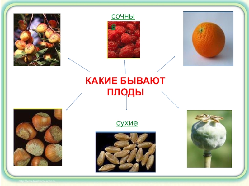 Какие бывают плоды. Какие бывают сочные плоды. Какие бывают плоды у растений. Плоды бывают сухие и сочные.