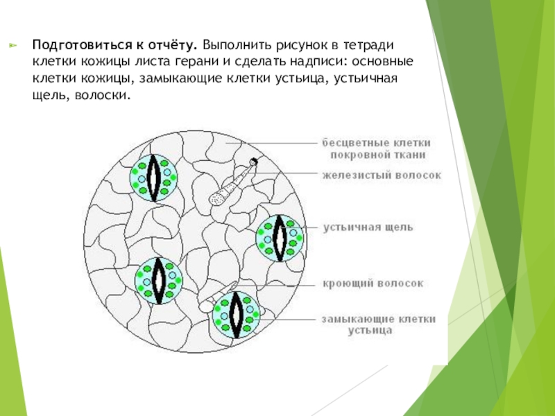 Покровная ткань растений рисунок