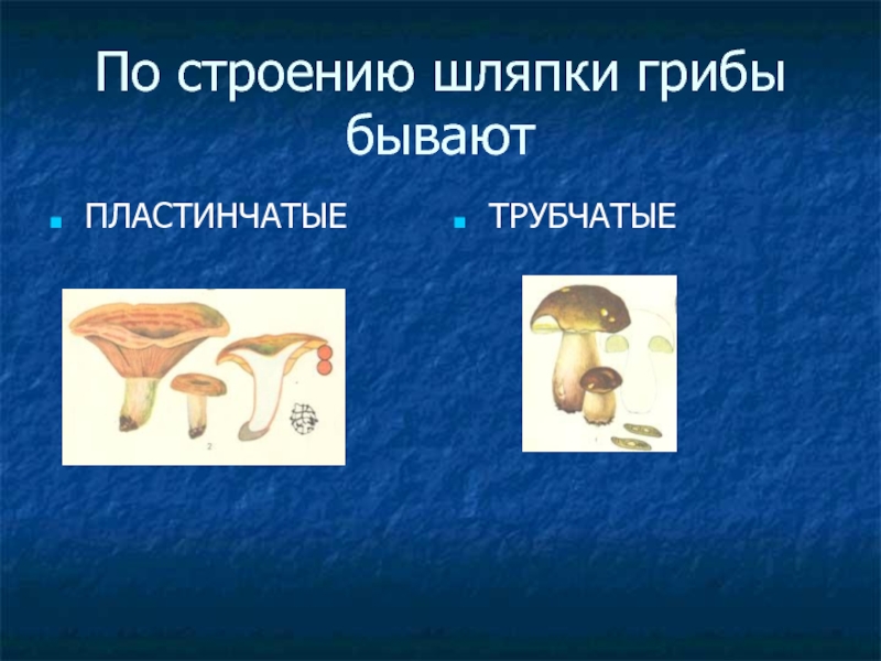 Шляпочные грибы водоросли. Шляпочные грибы строение трубчатые. Грибы по строению шляпки. Шляпочные грибы по строению шляпки. Грибы 5 класс биология презентация.