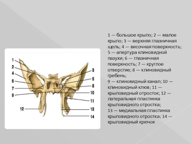 Верхняя глазничная щель