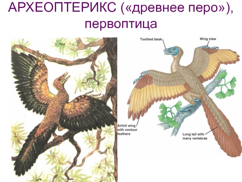 На рисунке изображен археоптерикс