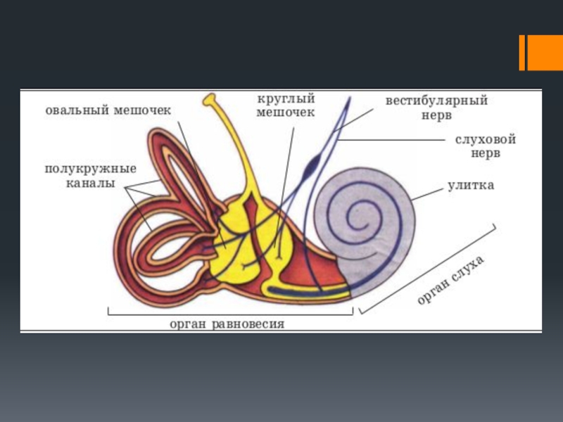 Вестибулярный аппарат нарисовать