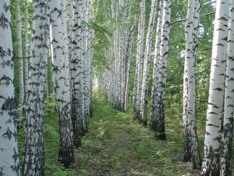 Там где березки. Березы. Березы в ряд. Берёзки в ряд. Родные Березки.