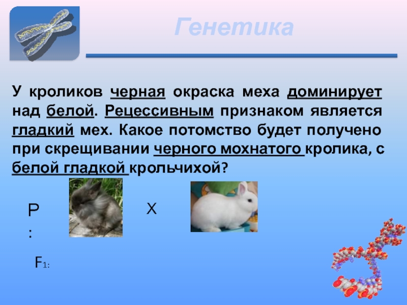 У кроликов шерсть нормальной. Генетика кроликов. Окраска шерсти кроликов черная. Рецессивные признаки у кроликов.