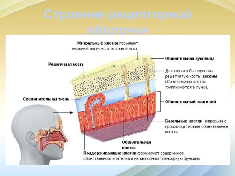 Презентация по анатомии на тему обоняние