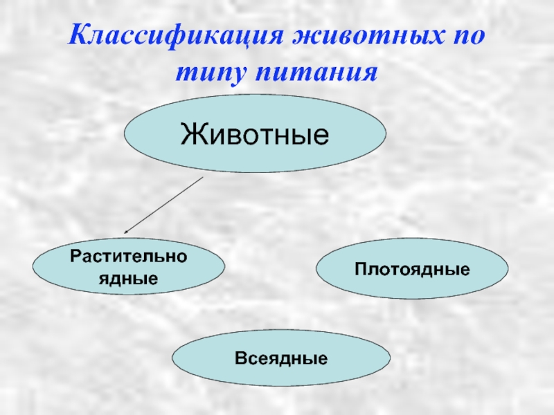 Классификация животных 3 класс. Классы животных. Классификация животных по питанию. Классификация животных по типу питания. Структура животного мира.