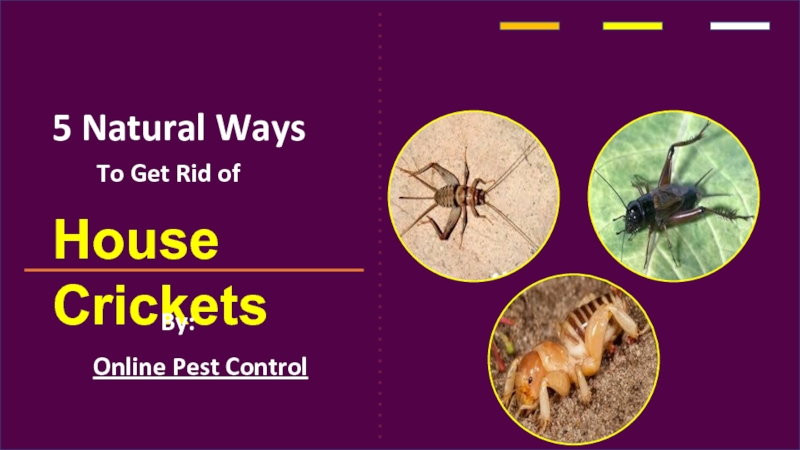 Презентация 5 Natural Ways
To Get Rid of
House Crickets
By:
Online Pest Control