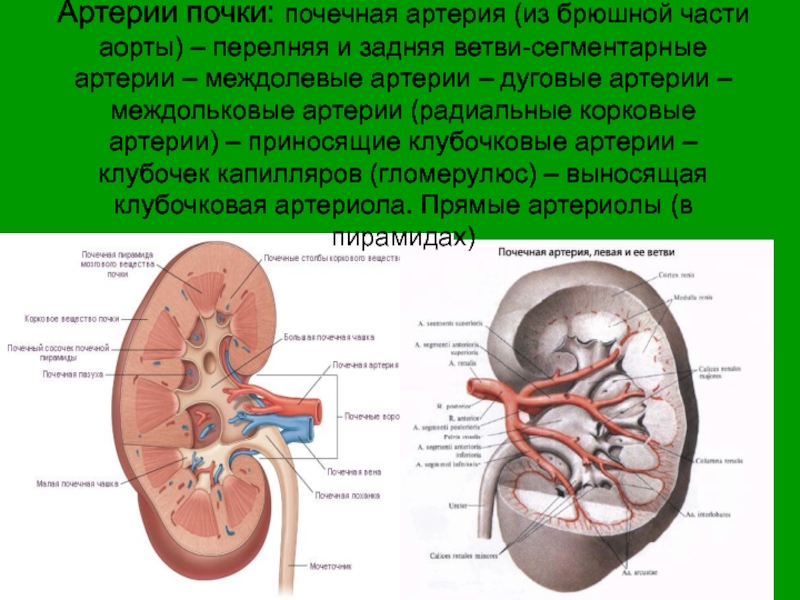 Артерия и вена почки. Почечная и надпочечная артерия. Ветви почечной артерии. Почечные артерии анатомия.