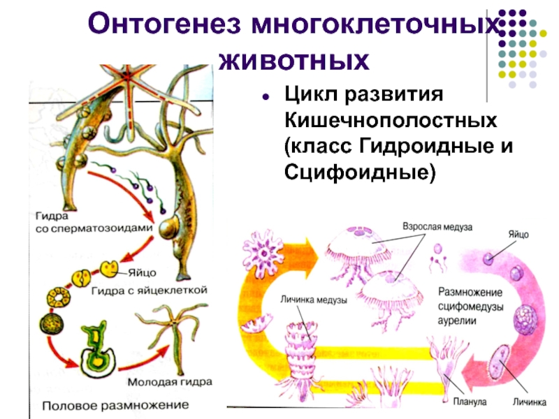 Индивидуальное развитие организма презентация