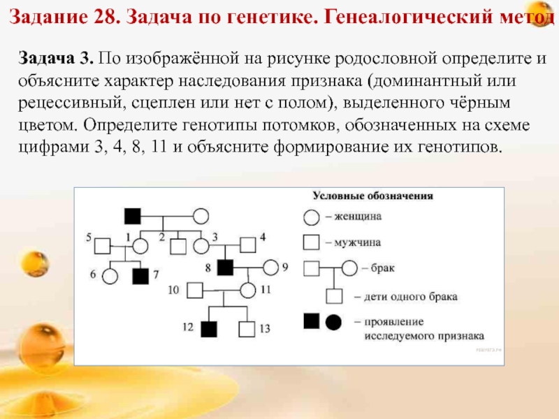 Решение задач по генетике презентация