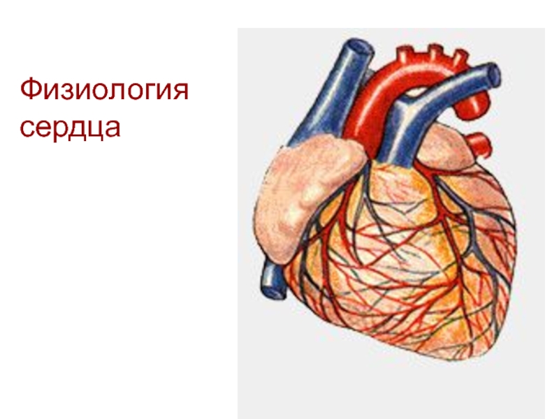 Презентация Физиология
сердца