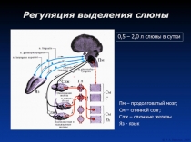 Регуляция выделения слюны 