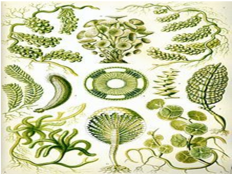 Численность водорослей. Отдел жёлто-зелёные водоросли (Xanthophyta). Число видов зеленых водорослей. Многообразие водорослей зеленые водоросли. Численность зеленых водорослей.