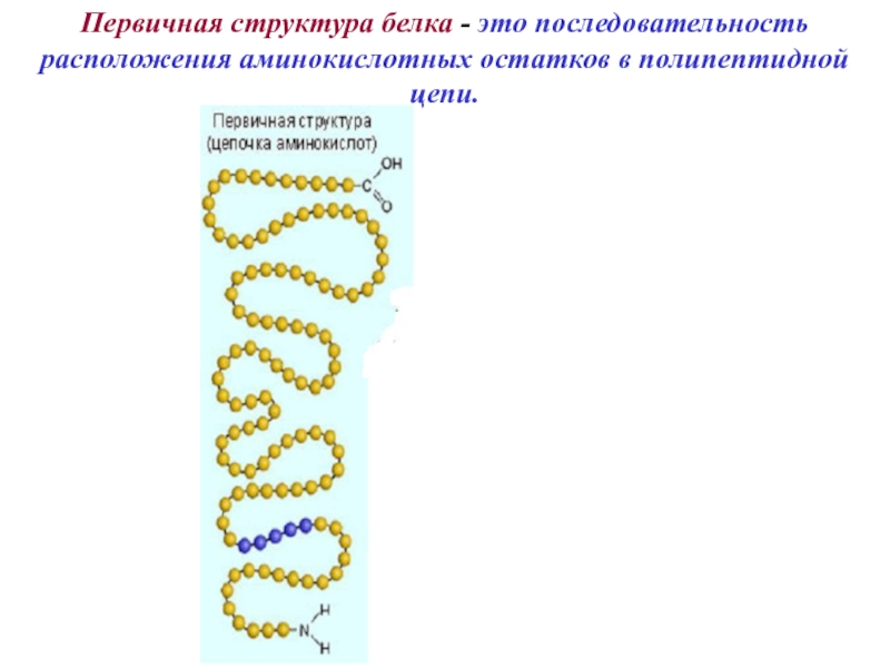 Первичная структура белка презентация