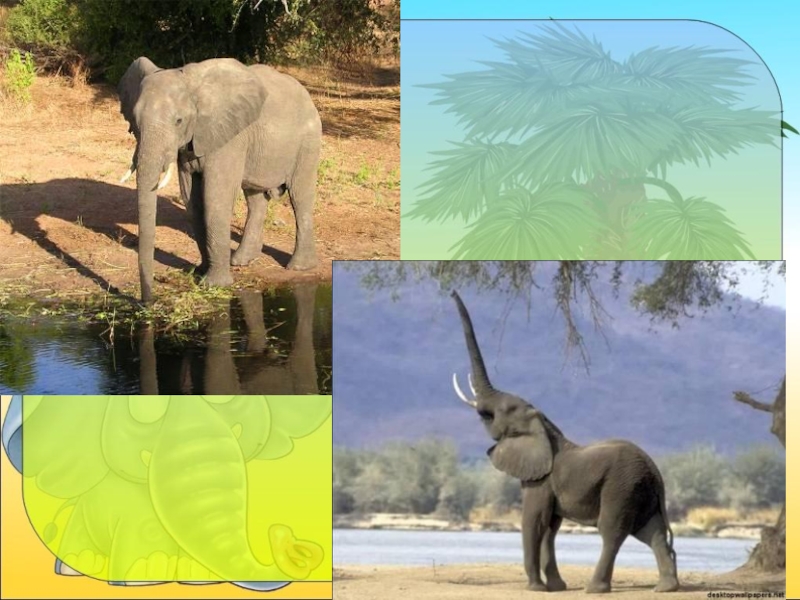Где живут слоны 1 класс видеоурок окружающий. Слон окружающий мир. Слоны 1 класс. Слон 1 класс окружающий мир. Слоны окружающий мир 1 класс.